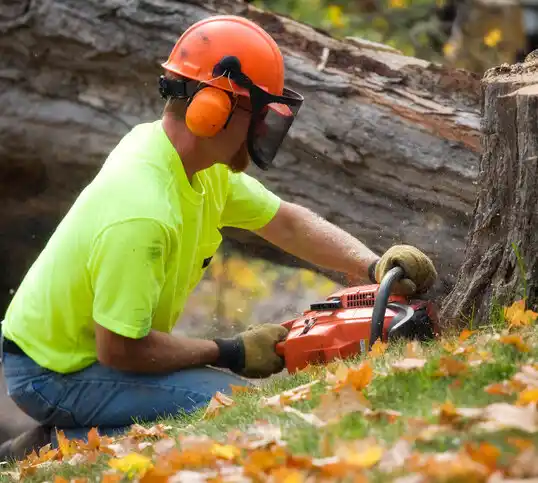 tree services Laurel Lake